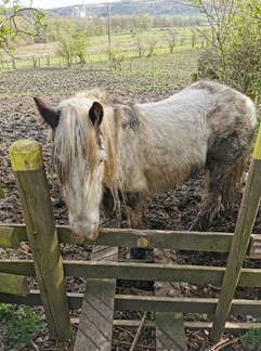 A horse standing in front of a fence in a muddy field.
