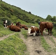 Cows standing on a footpath